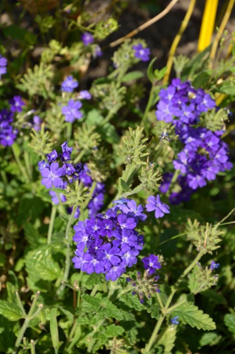 Verbena x 'Lagon Bleu'